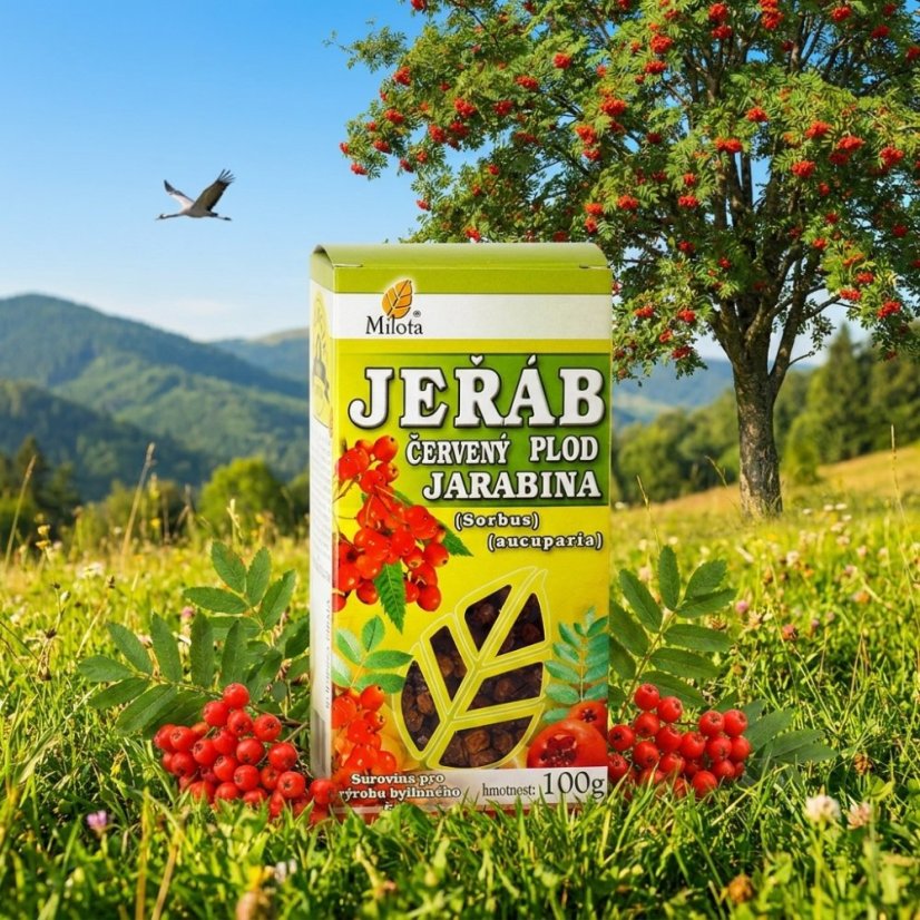 Obrázek (3)